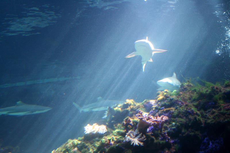 Killikus® Fotographie Killikus® Fotographie